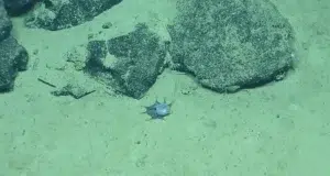 La ciencia no logra explicarlo: submarino halló un extraño animal jamás visto y ahora se pregunta por qué tiene ese color