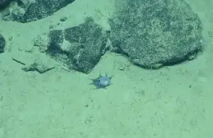 La ciencia no logra explicarlo: submarino halló un extraño animal jamás visto y ahora se pregunta por qué tiene ese color
