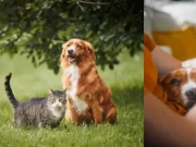 Perros y gatos adoptados en pandemia llegan a la adultez: cuidados y señales de alerta clave