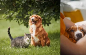 Perros y gatos adoptados en pandemia llegan a la adultez: cuidados y señales de alerta clave