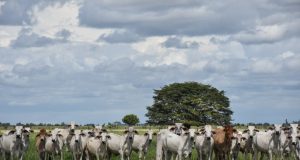 Ganaderos critican recorte en cupos de exportaciones de ganado