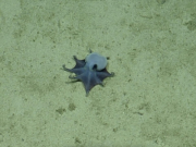 Azul y pequeño: así es el pulpo descubierto en las Galápagos