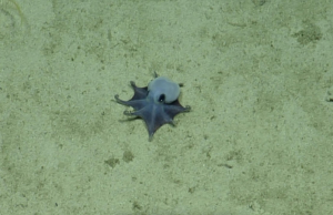 Azul y pequeño: así es el pulpo descubierto en las Galápagos