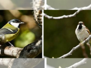 Calentamiento global cambia las interacciones de aves y parásitos