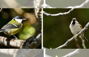 Calentamiento global cambia las interacciones de aves y parásitos
