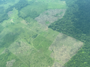 Caquetá, Vichada, Meta y Putumayo, en alto riesgo de deforestación