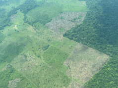Caquetá, Vichada, Meta y Putumayo, en alto riesgo de deforestación