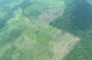 Caquetá, Vichada, Meta y Putumayo, en alto riesgo de deforestación