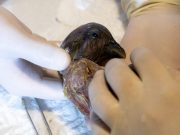 El Parque de la Conservación de Medellín, detrás del nacimiento de la nueva cría de cóndor andino
