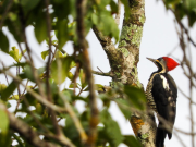 Colombia vuelve a liderar mayor conteo de aves del mundo