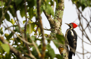 Colombia vuelve a liderar mayor conteo de aves del mundo