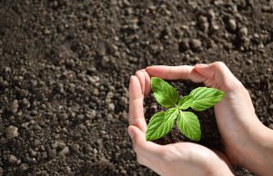 EPM entrega árboles gratis para que cuides el agua del futuro