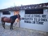 La etología transforma la relación con los caballos