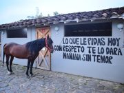 La etología transforma la relación con los caballos