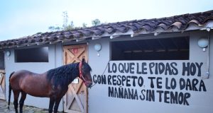 La etología transforma la relación con los caballos