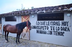 La etología transforma la relación con los caballos