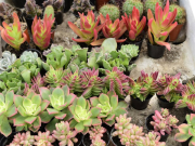 Del 7% y 16% de especies de plantas se extinguiría en 2100