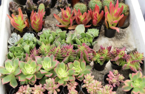 Del 7% y 16% de especies de plantas se extinguiría en 2100