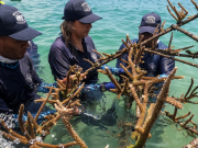 De pescadores a jardineros submarinos: la restauración de corales en Colombia