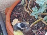 Buen servicio en atención a fauna silvestre