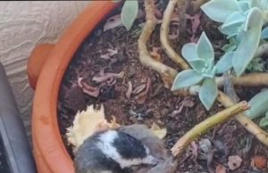 Buen servicio en atención a fauna silvestre