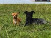 Cómo proteger a los animales de compañía en los días de calor extremo