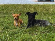 Cómo proteger a los animales de compañía en los días de calor extremo