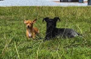 Cómo proteger a los animales de compañía en los días de calor extremo