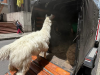 Rescatan llama maltratada en el centro de Bogotá
