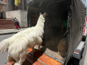 Rescatan llama maltratada en el centro de Bogotá