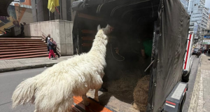 Rescatan llama maltratada en el centro de Bogotá