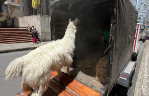 Rescatan llama maltratada en el centro de Bogotá