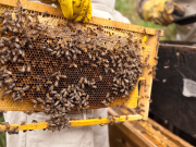 Repueblan 10 millones de abejas en zonas de Cundinamarca
