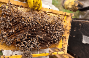 Repueblan 10 millones de abejas en zonas de Cundinamarca