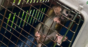 Cárcel a influencer de Puerto Asís por presunto maltrato animal