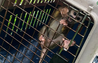 Cárcel a influencer de Puerto Asís por presunto maltrato animal