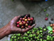 Café colombiano enfrenta presiones de precios por mayor oferta de Brasil