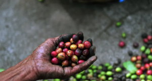 Café colombiano enfrenta presiones de precios por mayor oferta de Brasil