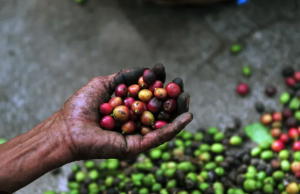 Café colombiano enfrenta presiones de precios por mayor oferta de Brasil
