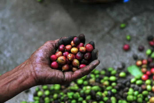 Café colombiano enfrenta presiones de precios por mayor oferta de Brasil