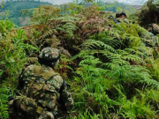 Seis disidentes de las Farc fueron abatidos por el Ejército en el Cauca