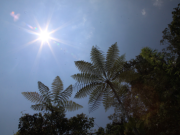 Alerta ante posible llegada del fenómeno de El Niño