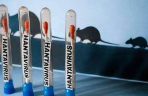 En Colombia no hay casos confirmados de hantavirus