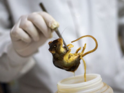 Ocho casos en brote de hantavirus son de cepa de los Andes: OMS