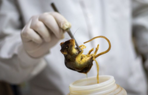Ocho casos en brote de hantavirus son de cepa de los Andes: OMS