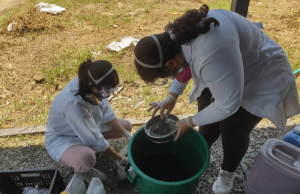 Alerta: microplásticos ya están en gusanos marinos