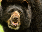 Presencia del oso andino en cordilleras Occidental y Central subió al 76%