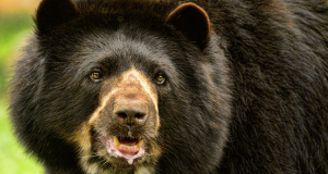 Presencia del oso andino en cordilleras Occidental y Central subió al 76%