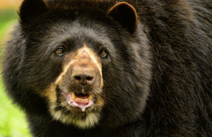 Presencia del oso andino en cordilleras Occidental y Central subió al 76%
