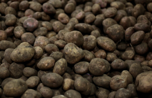 ¿Cuánto subieron los precios mayoristas de alimentos frescos en Colombia?